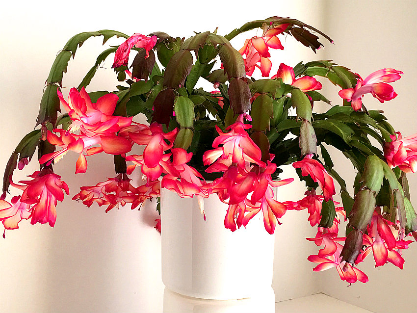 Caring For Your Christmas Cactus