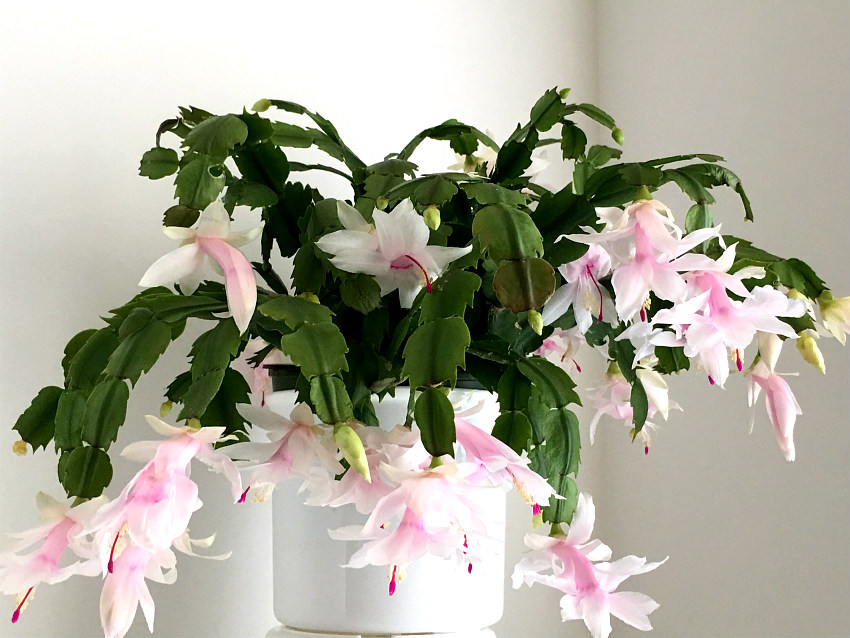 Caring For Your Christmas Cactus
